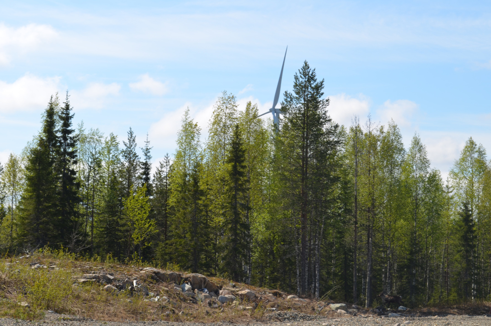 A forest, behind which a wind turbine can be seen.