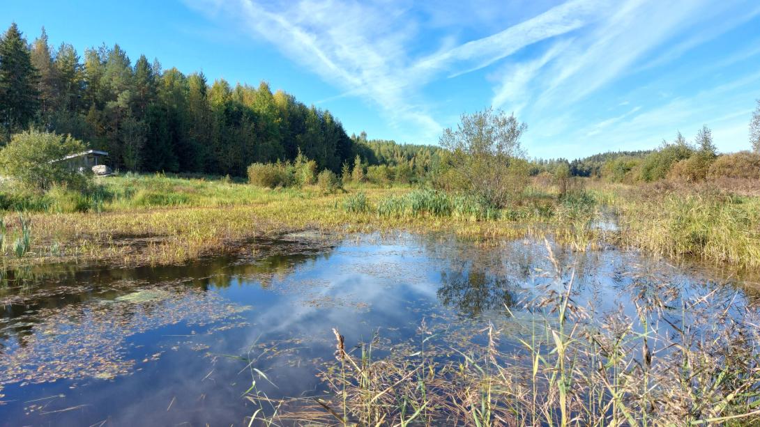 Orjainlahden kosteikko.